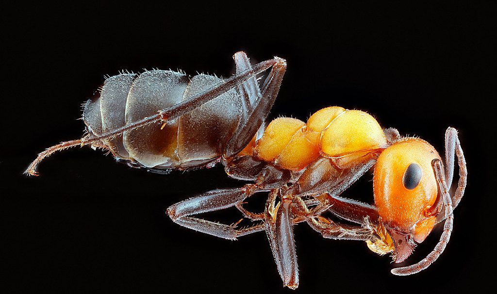 Ant Control service in Poughkeepsie, NY