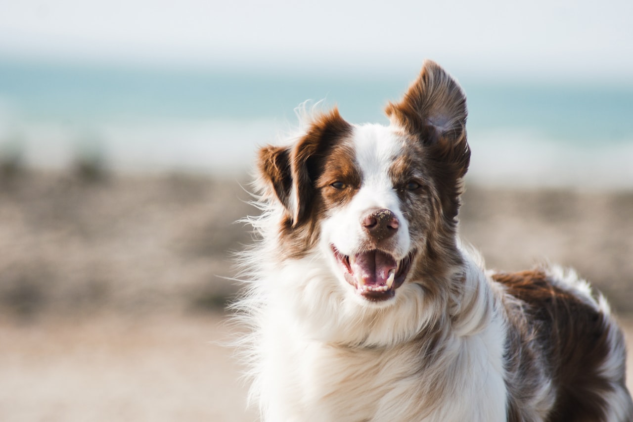 Flea & Tick Control service in Poughkeepsie, NY