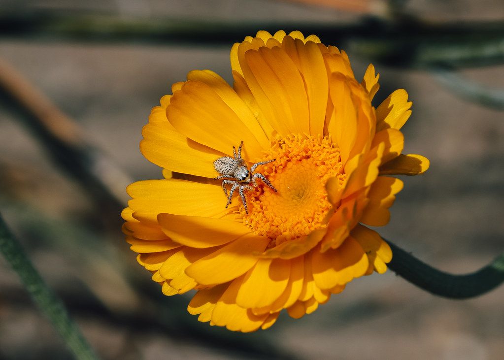 Spider Control service in Poughkeepsie, NY